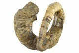 Cretaceous Heteromorph Ammonite (Didymoceras) - Montana #262650-1